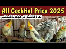 Cockail parrot price in pakistan 2025