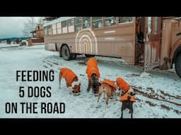 Homemade Dog Food Recipe: How We Feed Our 5 Dogs In A Bus