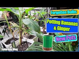 Potting Cold Hardy Bananas & Gingers || Old Bulbs in a Wine Cooler || Saturday Vlog