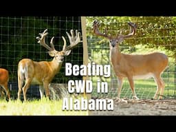 5 Os Ranch  - Stopping CWD by Selective Breeding in Alabama