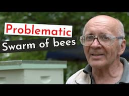 Beekeeping For Beginners - Problematic Swarm Of Bees