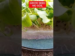 Growing Seed In GEL (SoilLess Seed Start) #garden #gardening #gardeningtips