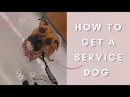 HOW TO GET A SERVICE DOG | 2025