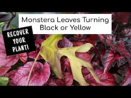 Monstera Leaves Turning Black or Yellow and curling down