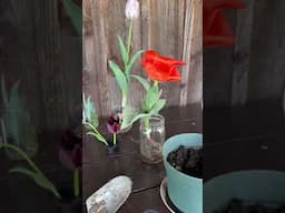 Growing Tulips for Botanical Paintings