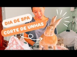 COMO CORTAR AS UNHAS A COELHOS - DIA DE SPA