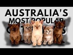 Feline Frenzy: The Most Popular Cat Breeds in Australia in 2023