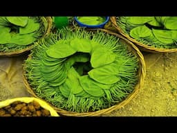 Betel Leaf Farming & Harvesting Process: Complete Step-by-Step Guide