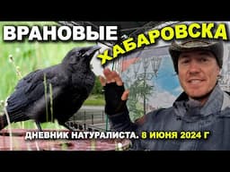 Врановые Хабаровска. Дневник натуралиста. 8 июня 2024 г.