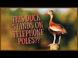 Black-bellied Whistling Duck: Everything you need to know | Call/Sound, Hunting, Flying, Babies