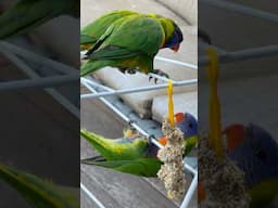 Wild #lorikeets