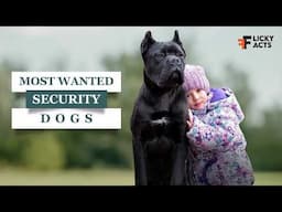 Most Wanted Security Dogs In The World 2024 | Guard Dogs