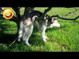 1 Hour of Funny Animals🤣Hilarious Dogs & Cats Videos🐶🐱