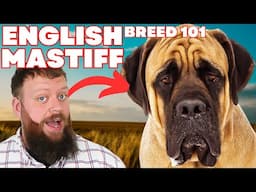 Biggest Dog In The World! The English Mastiff