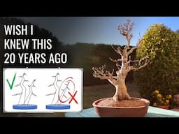 5 Pruning Secrets they don't teach you in Bonsai School