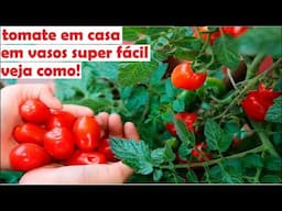 tomates praticamente se plantam sozinhos desse jeito, tente na sua casa!