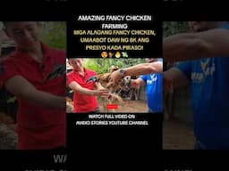 AMAZING FANCY CHICKEN FARMING