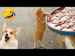 New Funniest Animals 😂 Best Funny Cats and Dogs Of 2024😻🐶 Part 25