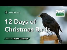 12 Days of Christmas Birds - From the Woods Today - Episode 227