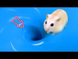 🌊🐹 Hamster Escape Maze: Hamster vs Whirlpool - Hamster Cute pets Maze 😱 #hamsterescape #mazediytraps