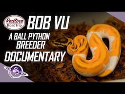 Bob Vu | A Ball Python Breeder Documentary | Redline Road Trip #ballpython #snakes #snake #pets #pet