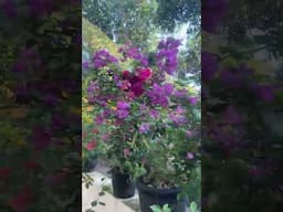 bougainvillea collection #nature #bougainvillea