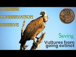 Exploring Jorbeer Vulture Reserve: A Haven for Endangered Raptors | Nature Connection