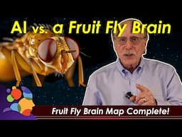 AI vs. A Fruit Fly Brain: Fruit Fly Brain Map Complete!