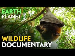 25: Wildlife Documentary: The Australian Paradise