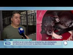 Adote um animal e salve a vida dele | Reportagem