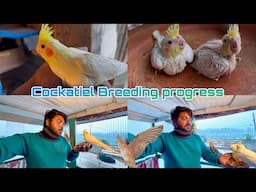 Cockatiel bird breeding progress | Cockatiel birds activity & care in my small colony |