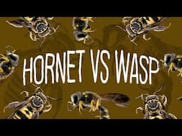 Hornet VS Wasp | What's The Difference?