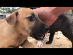 little dog misses her mother and just wants to go to bed to dream of her