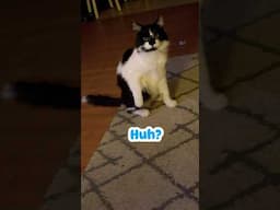 CAT GETS THE ZOOMIES #shorts