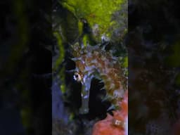 Thorny seahorse close up #shorts #nature #underwater