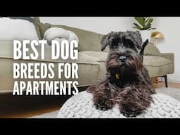 The 30 Best Dog Breeds for Apartments