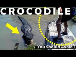 Crocodile Encounters You Should Avoid Watching🔥