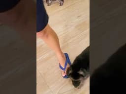 මේ දෙන්නා කාටද ඕන 🐶🥰 #shorts #germanshepherd #viralvideo