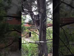 Koala Parkour! Ozzy Man Quickies