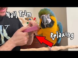 Relaxing Nail Trim for Blue and Gold Macaw