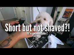 SHORT BUT NOT SHAVED! | House Call Dog Grooming