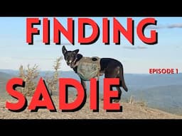 LOST on the Appalachian Trail: One Hiker's Journey to FIND Her DOG!