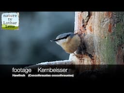 footage  Kleiber (Sitta europaea)   Eurasian Nuthatch