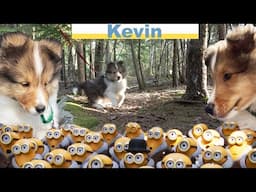 Our new Sheltie Puppy Kevin - a travel Adventure part 2 ❤️🐶❤️ on Burke BunchTV