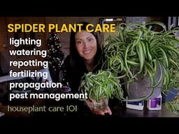 COMPLETE Spider Plant Care - Watering, Lighting, Repotting, Propagation  & More -Houseplant Care 101