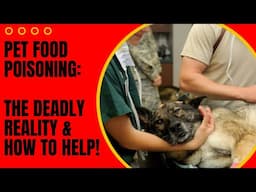 Your Pet's Life is in Danger: signs of food poisoning in pets and how to provide first aid