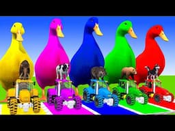 4 Giant Duck Cartoon,Tiger,Cow,rabbit,Gorilla,Hamsters,Dog,Cat Wild Animals Crossing Fountain 2025