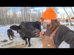 Meet the Animals | Farm Tour | Organic Farming