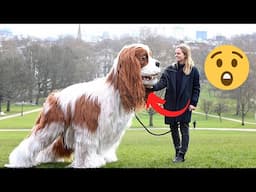 10 Most Giant Dog Breeds in the World | Which one should you get for yourself?