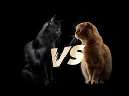 Cats go head to head in The Great Gravy Race